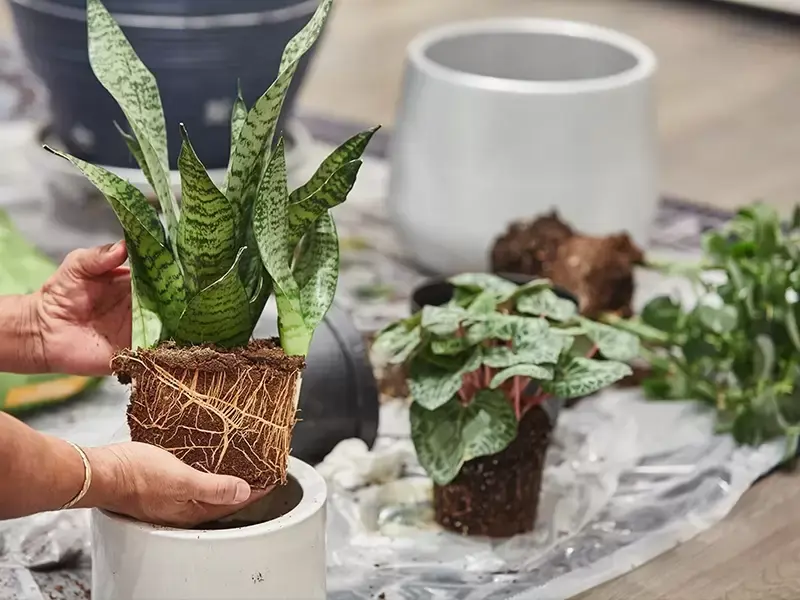 Planten verpotten: wanneer, hoe en waar moet ik op letten? Planten verpotten: wanneer, hoe en waar moet ik op letten?