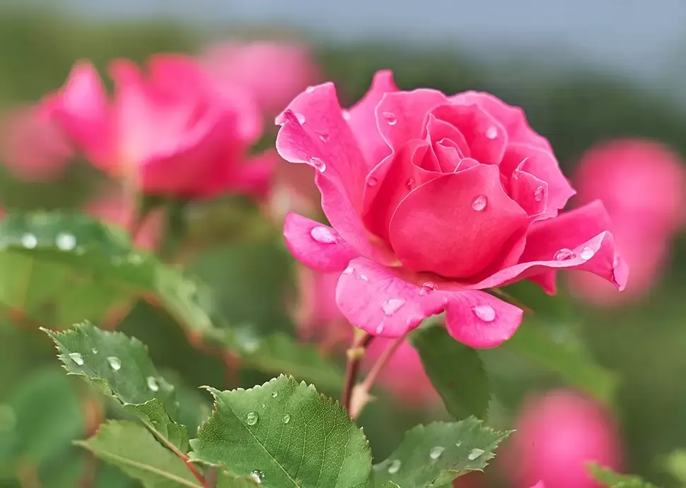 Rozen en pioenrozen kiezen en verzorgen Rozen en pioenrozen kiezen en verzorgen