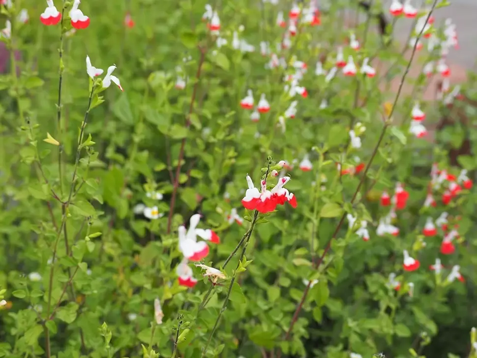 Salvia: tuinplant van het moment Salvia: tuinplant van het moment
