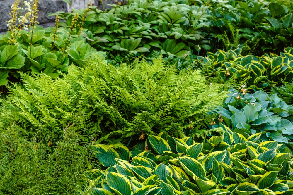 Schaduwplanten en halfschaduwplanten Schaduwplanten en halfschaduwplanten
