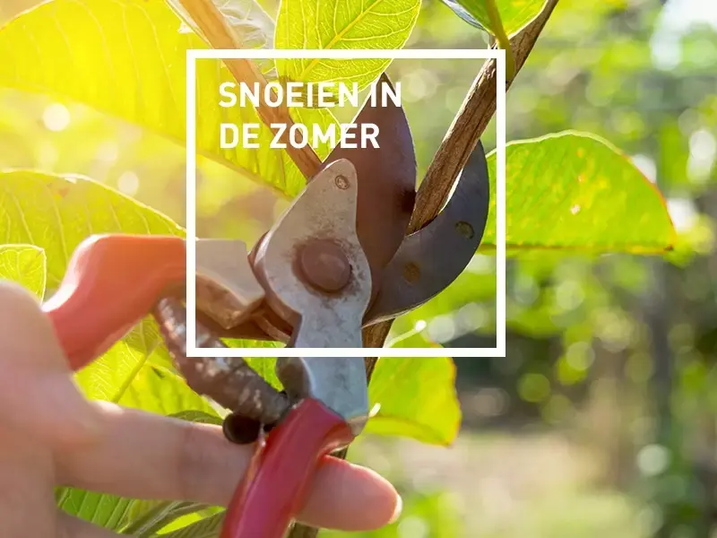 Snoei niet in de volle zon! Maar wanneer dan wel? Snoei niet in de volle zon! Maar wanneer dan wel?