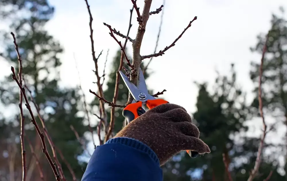 Snoeien en stekken in het nieuwe jaar Snoeien en stekken in het nieuwe jaar