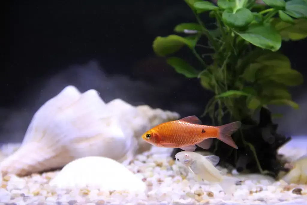 Test Nieuws 2 Test Nieuws 2