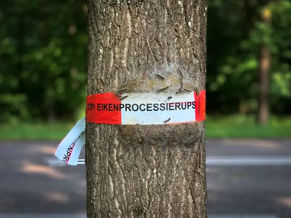 Tips en info over de eikenprocessierups Tips en info over de eikenprocessierups
