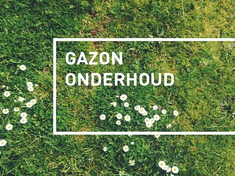 Tips om je gazon te verbeteren Tips om je gazon te verbeteren