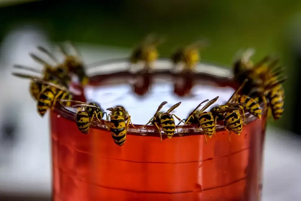 Tips tegen wespen Tips tegen wespen