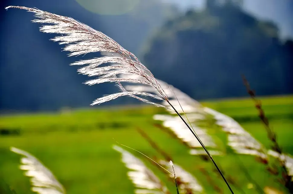Tips voor een windbestendige tuin Tips voor een windbestendige tuin