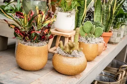 Tips voor het vullen van bloempotten met planten! Tips voor het vullen van bloempotten met planten!