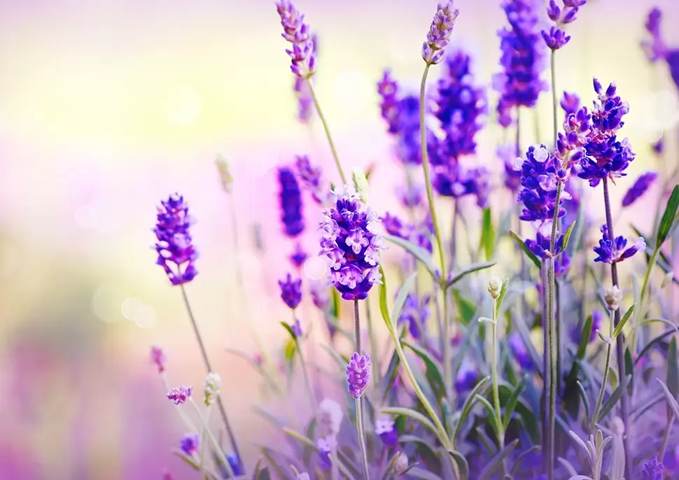 Top 10 geurende tuinplanten Top 10 geurende tuinplanten