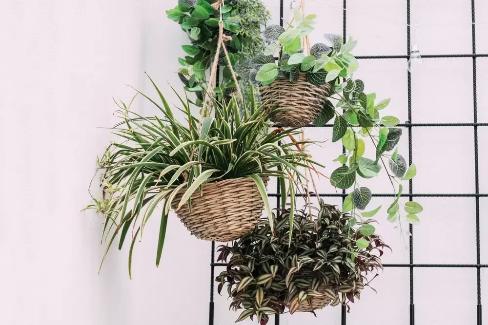 Top 5 hangplanten Top 5 hangplanten