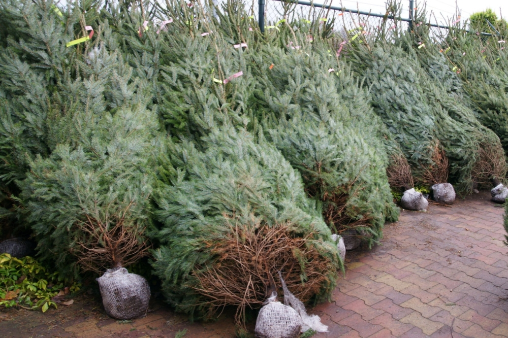 Top 5 kerstbomen en verzorgingstips Top 5 kerstbomen en verzorgingstips