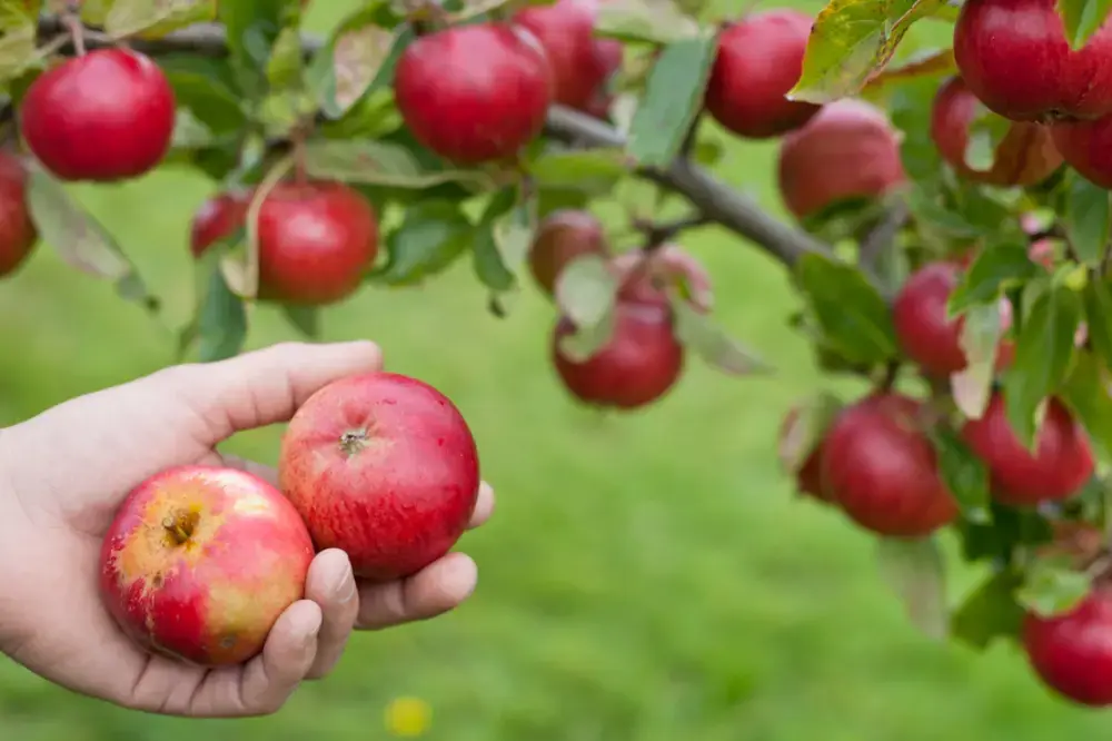 Top 5 kleine fruitbomen Top 5 kleine fruitbomen