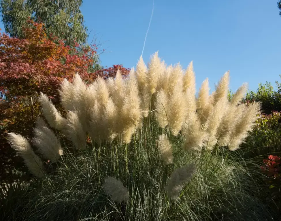 Top 5 winterharde en wintergroene planten Top 5 winterharde en wintergroene planten