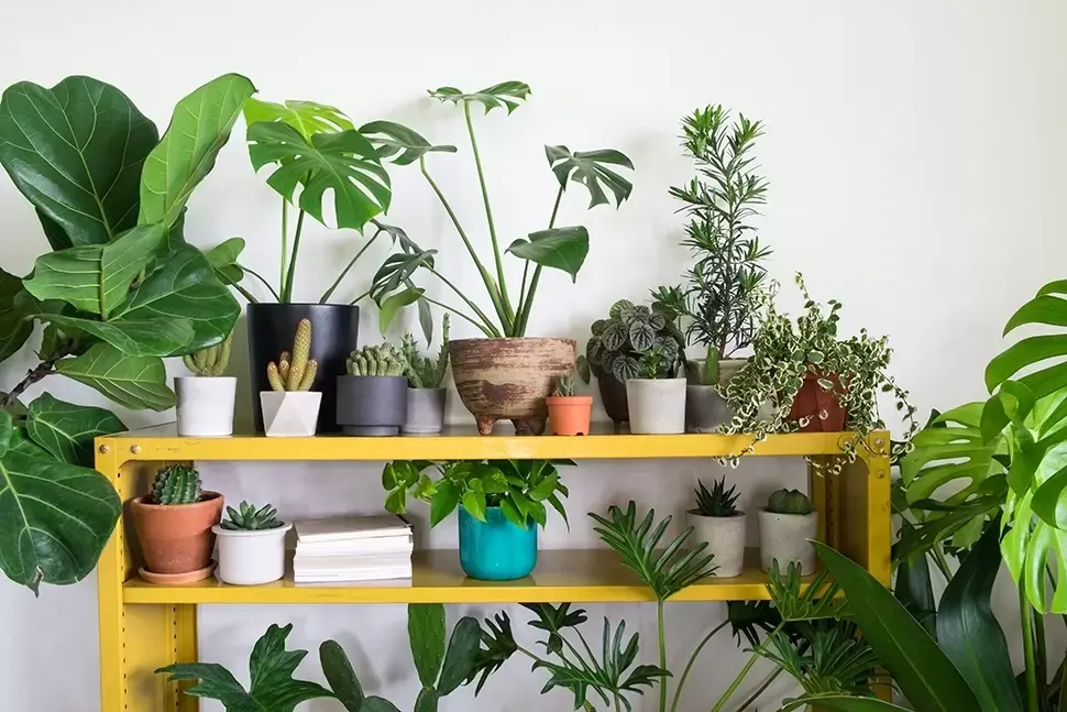 Top 7 trendy kamerplanten voor 2020 Top 7 trendy kamerplanten voor 2020