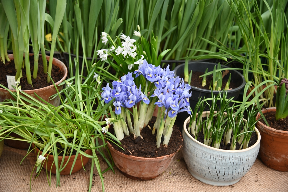 Toptips voor het planten van bloembollen Toptips voor het planten van bloembollen