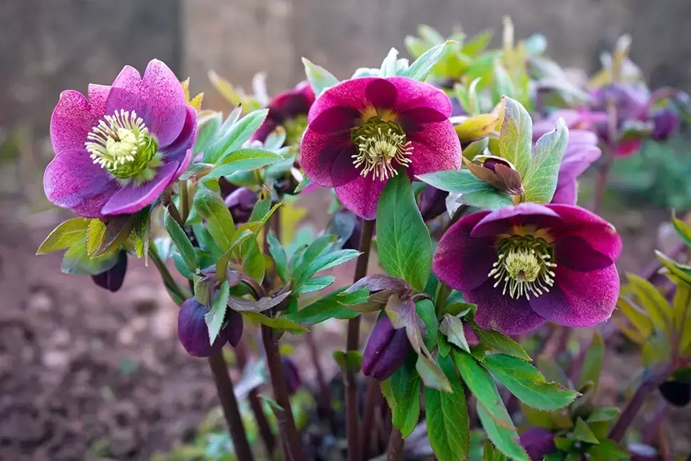 Tuinplant van de maand januari: kerstroos Tuinplant van de maand januari: kerstroos