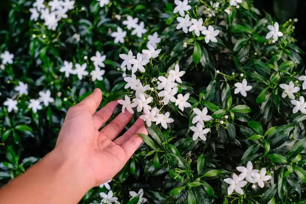Tuinplanten met zomerse geuren Tuinplanten met zomerse geuren