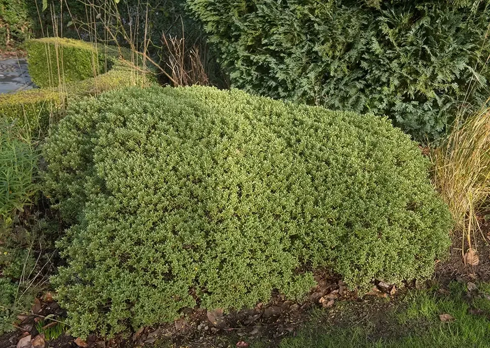 Tuintips februari Tuintips februari