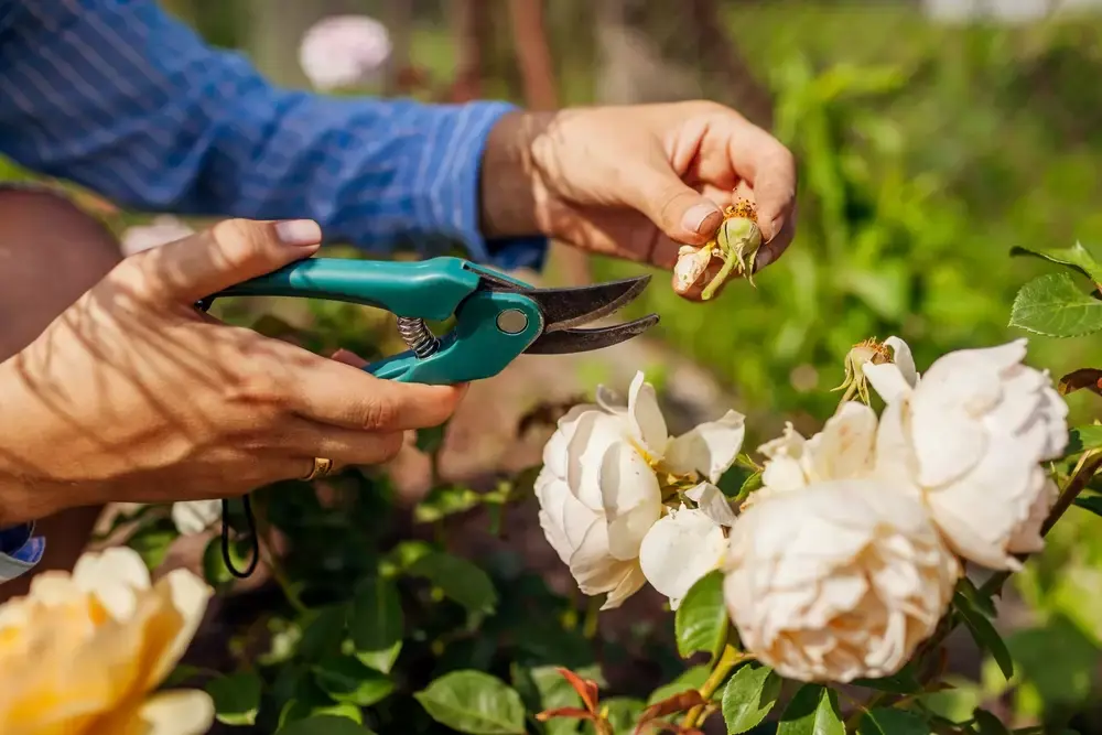 Tuintips juni Tuintips juni