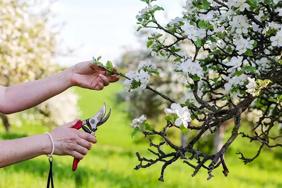 Tuintips maart Tuintips maart