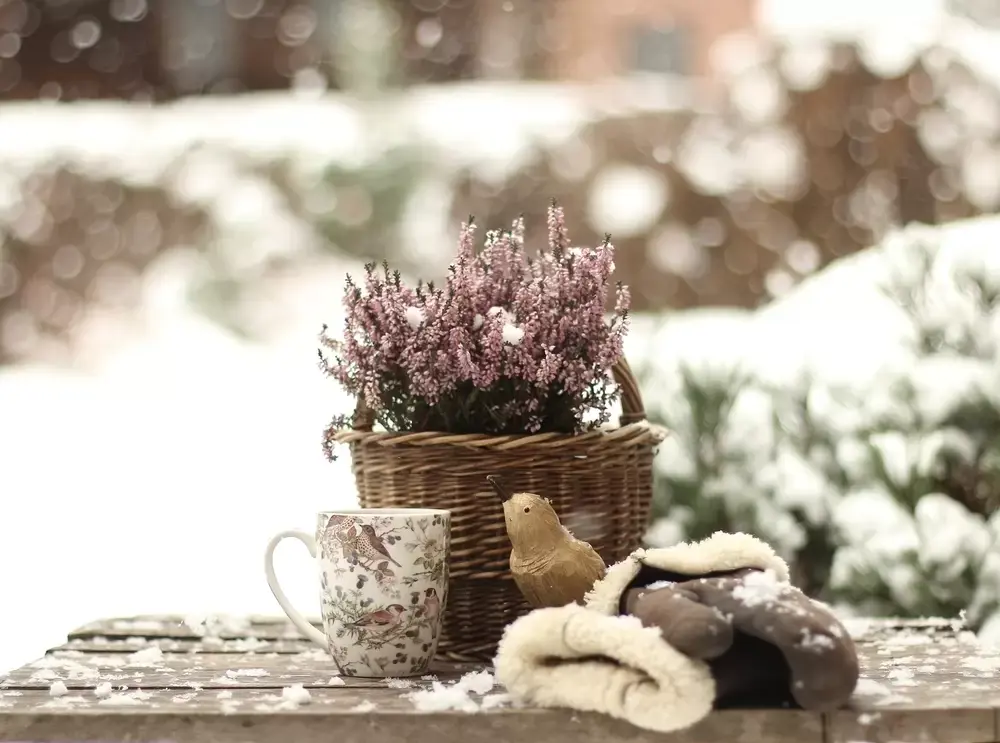 Tuintips voor de wintertuin Tuintips voor de wintertuin