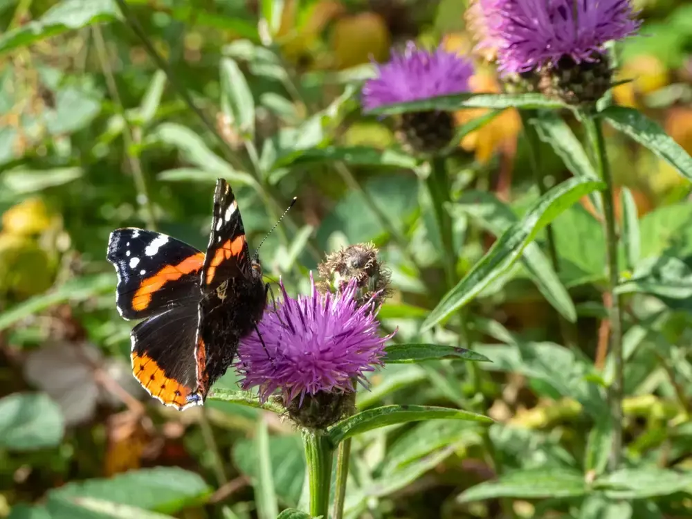 Vakantietip: vlinders tellen en lokken! Vakantietip: vlinders tellen en lokken!