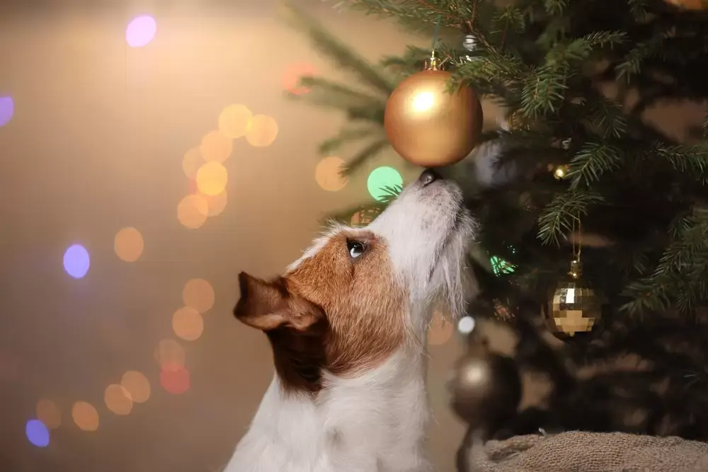 Veiligheidtips voor de feestdagen Veiligheidtips voor de feestdagen