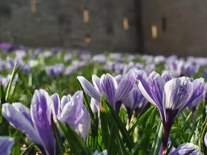 Versier jouw tuin met krokussen Versier jouw tuin met krokussen