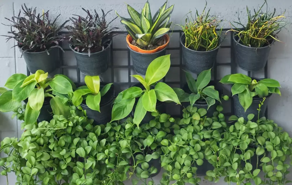 Verticaal tuinieren Verticaal tuinieren