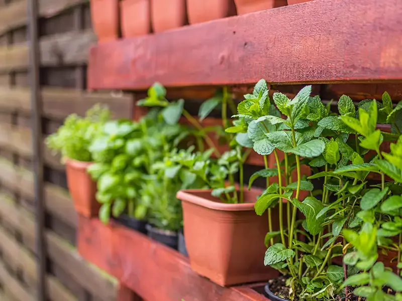 Verticaal tuinieren; dé oplossing voor jouw tuin Verticaal tuinieren; dé oplossing voor jouw tuin