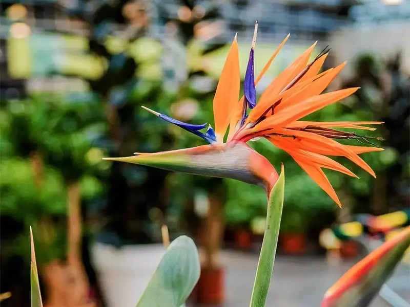 Verzorging van de Strelitzia Verzorging van de Strelitzia