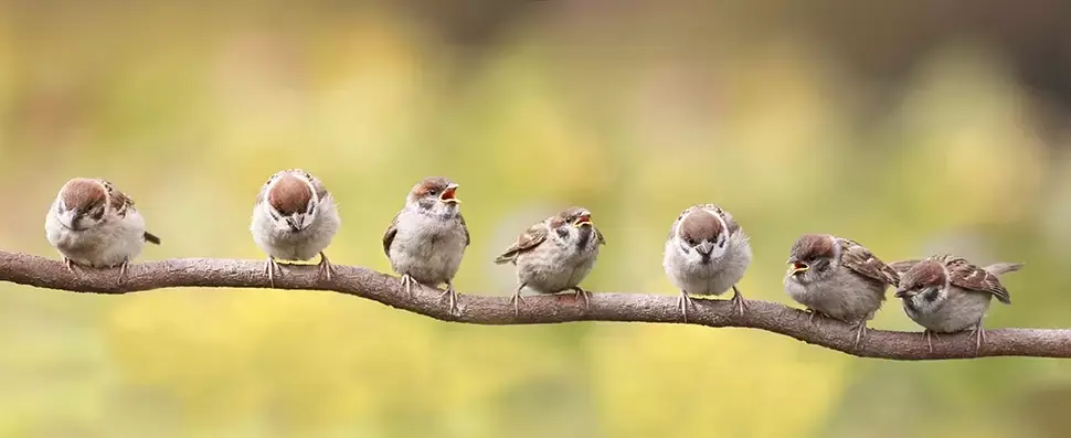 Vogelvriendelijk tuinieren Vogelvriendelijk tuinieren