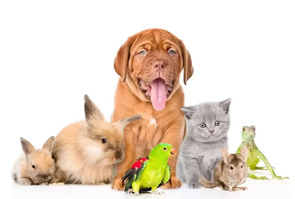 Vrijdag 4 oktober: dierendag! Vrijdag 4 oktober: dierendag!