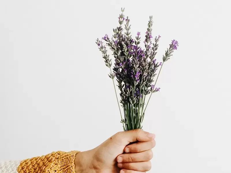 Wanneer en hoe moet ik lavendel snoeien? Wanneer en hoe moet ik lavendel snoeien?