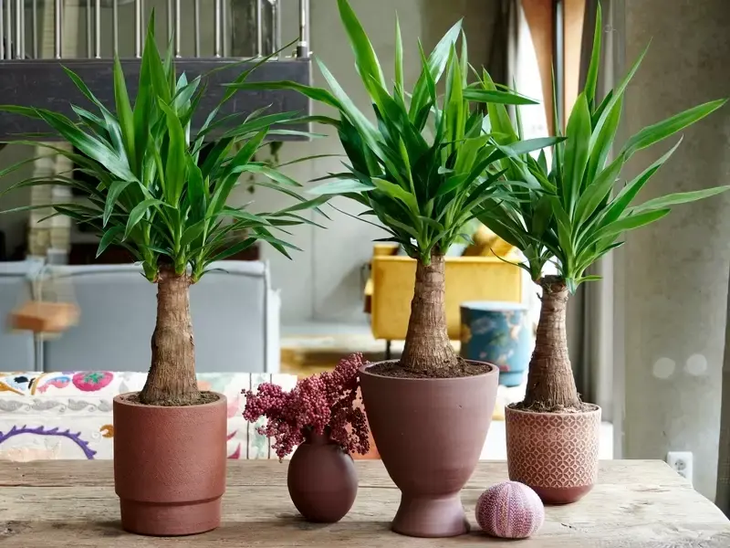 Yucca: Woonplant van de maand december 2020 Yucca: Woonplant van de maand december 2020