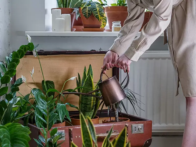 Zo geef je jouw kamerplanten water Zo geef je jouw kamerplanten water