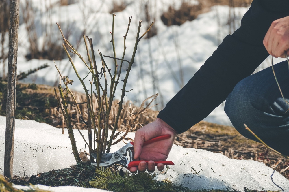 Zo neem je winterstekken Zo neem je winterstekken