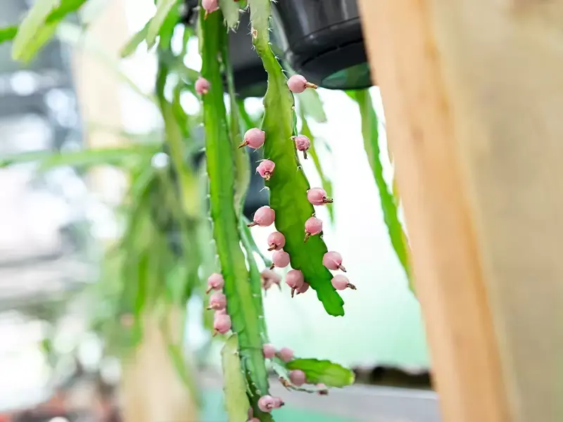 Zo verzorg je deze populaire cactussen en vetplanten! Zo verzorg je deze populaire cactussen en vetplanten!
