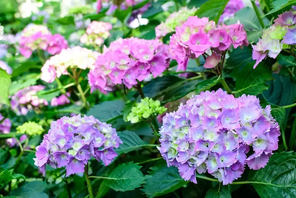 Zomertopper voor binnen en buiten: de hortensia Zomertopper voor binnen en buiten: de hortensia