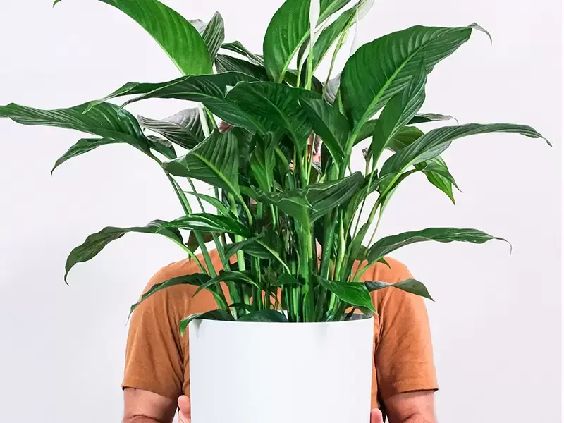Zuiver je lucht met luchtzuiverende planten! Zuiver je lucht met luchtzuiverende planten!