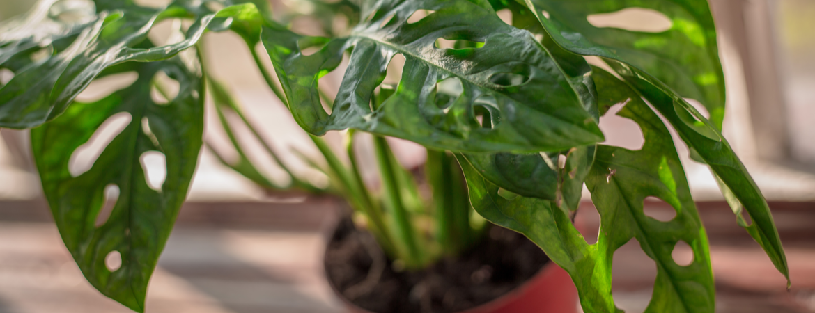 monstera ‘Monkey Mask’