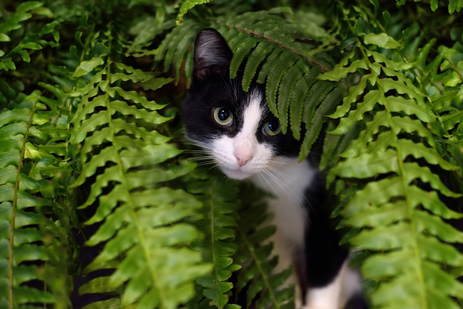 10x katvriendelijke kamerplanten