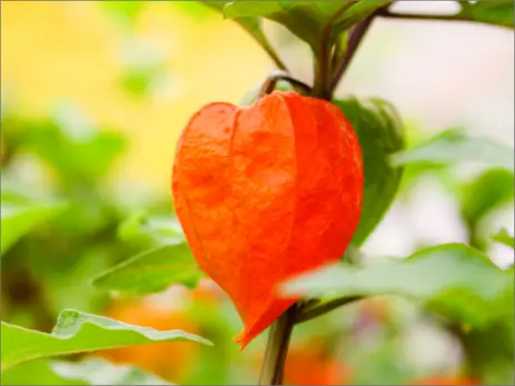 3 voordelen van tuinbeplanting