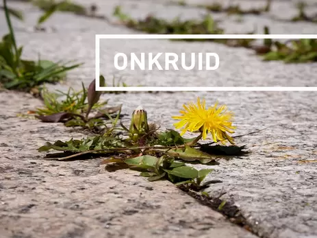 4 tips om onkruid op natuurlijke wijze te bestrijden!