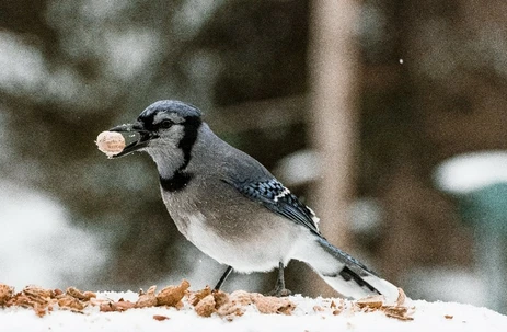 Bak jouw eigen vogeltaart!