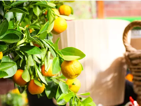 Bescherm je tegen de zon met een schaduwrijke tuin