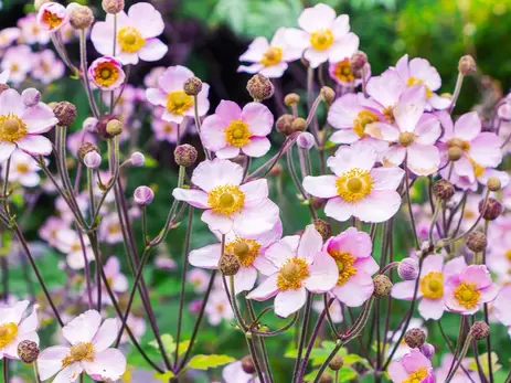 Bloeiend najaar? Deze planten heb je nodig!