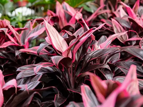 Breng kleur aan in je huis met gekleurde kamerplanten!