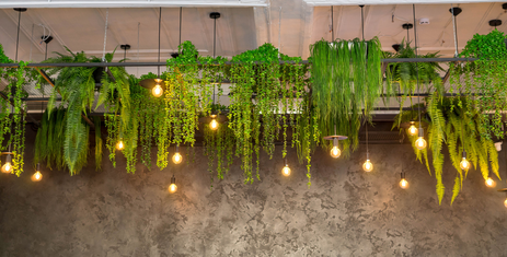 Creatief met groen: hoe hangplanten ophangen?