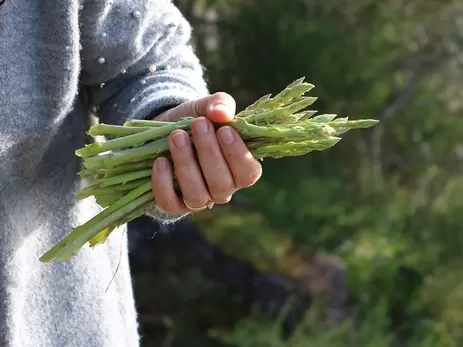 De moestuintips voor april